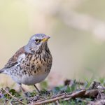 birds adobe stock copy
