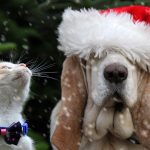 adobestock holidaypets