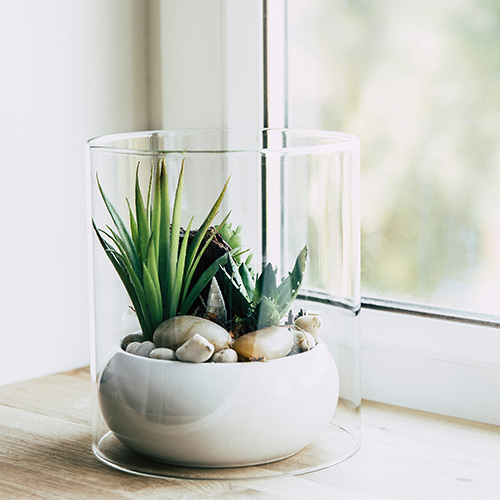 adobe stock terrariumjpg