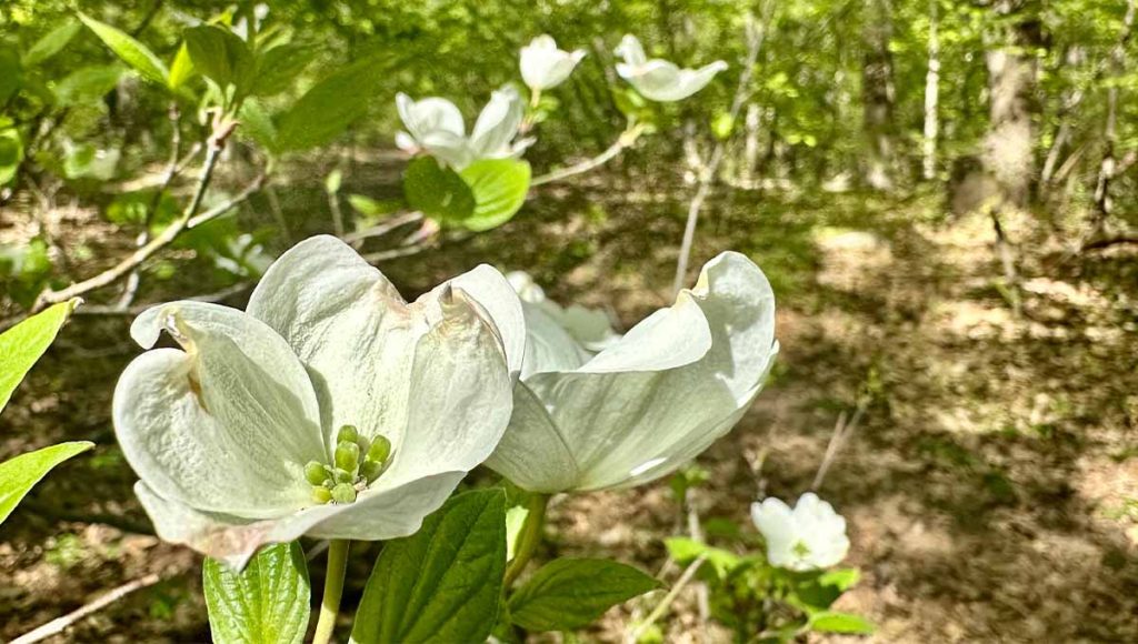 Photo of the Week: Good 'Doggies' 4 light green dogwood blossoms against a forest background.