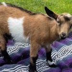 goat-yoga-2025