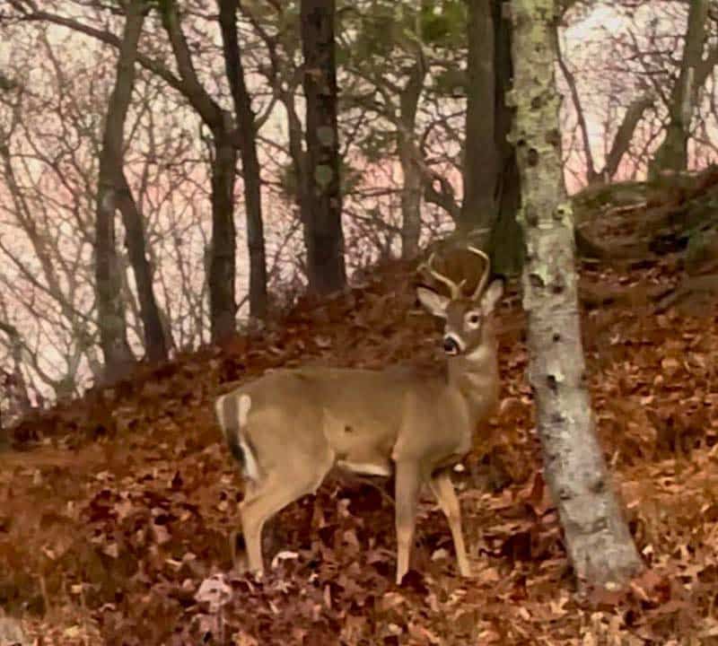 Photo of the Week: A Morning Deer "Posing" 4 11 26 25 deb quintal wed. nov. 26 2025 very early morning in our backyard on peach orchard road burlington